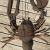 DownEast Dweller
